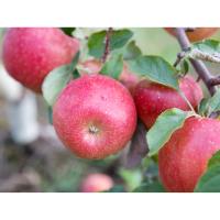 Apples, Rosalee - Brookdale Farm