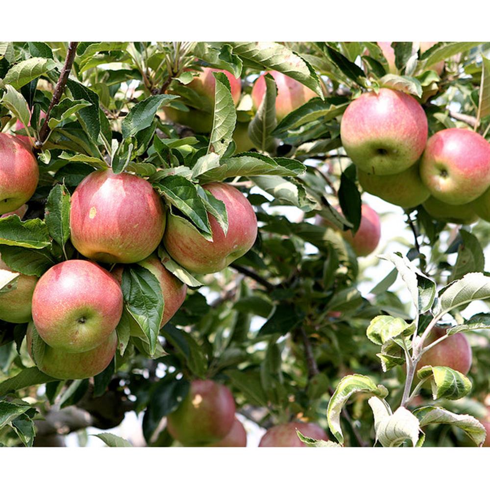 Apples, Macoun - Brookdale Fruit Farm