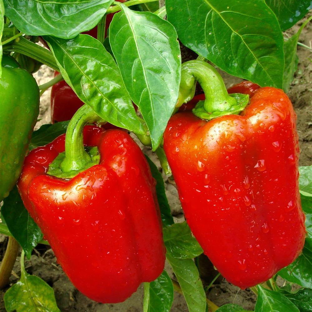 Peppers, Red Bell - Warner Farm