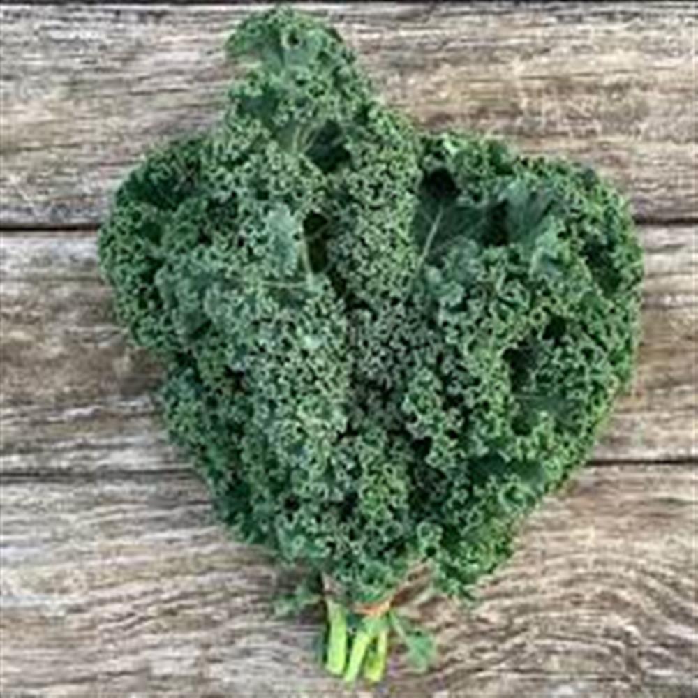 Green Curly Kale