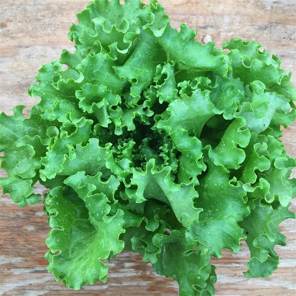 Green Leaf Lettuce