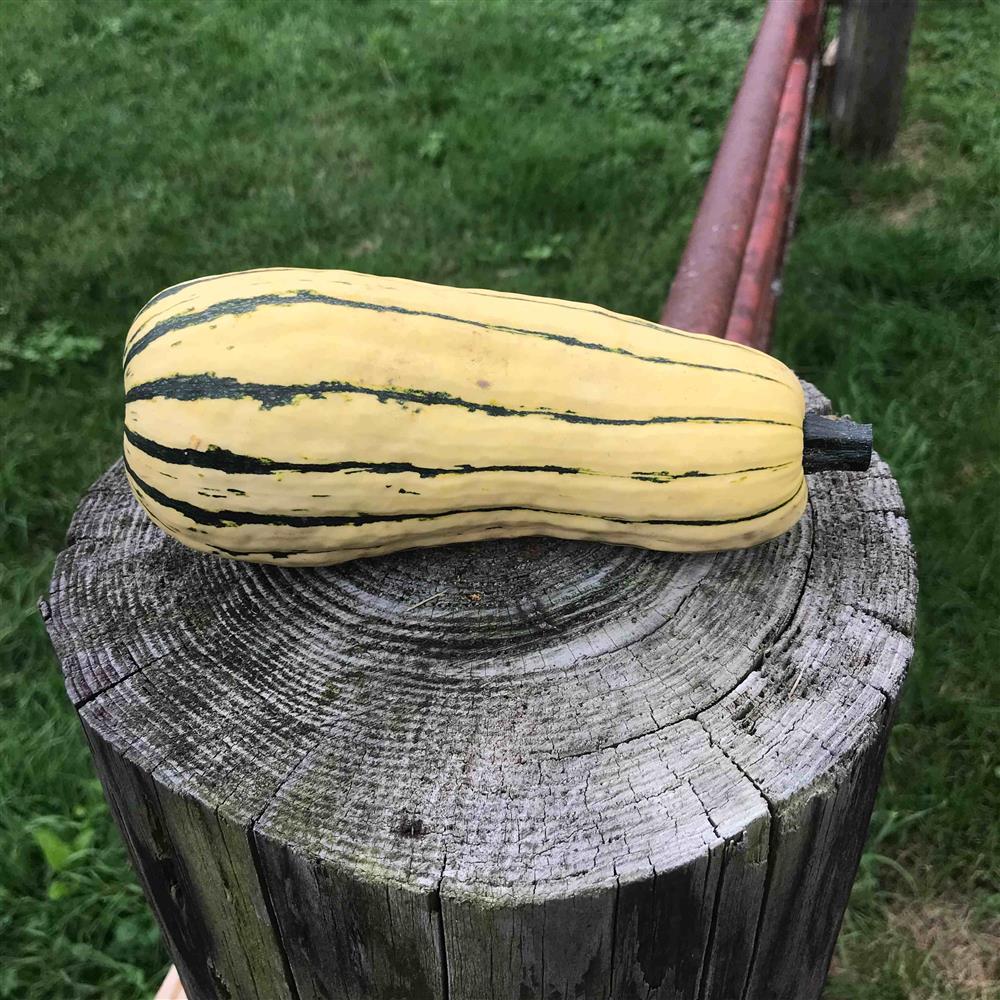 Delicata Squash