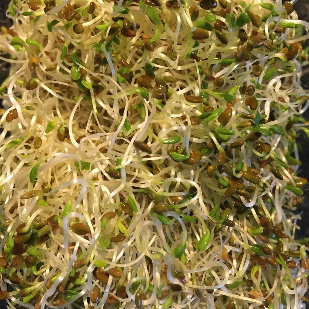 Sprouts -  Alfalfa Sprouts