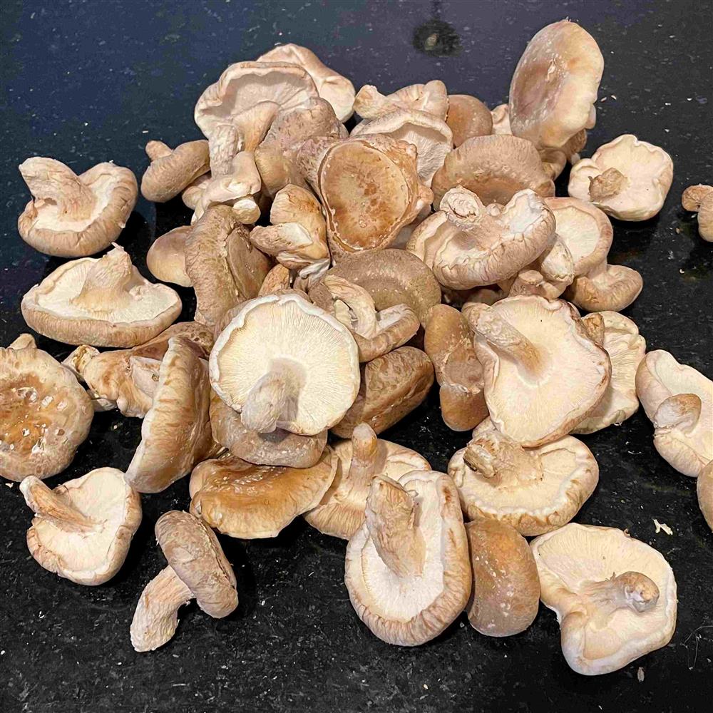 Mushroom - Shiitake