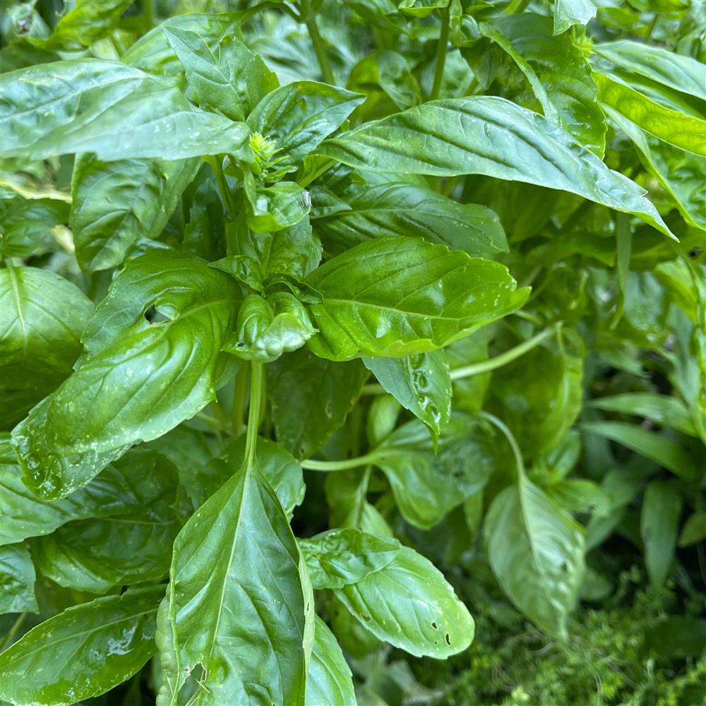 Herbs - Basil - Genovese