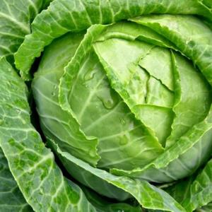 Cabbage - Certified Organic