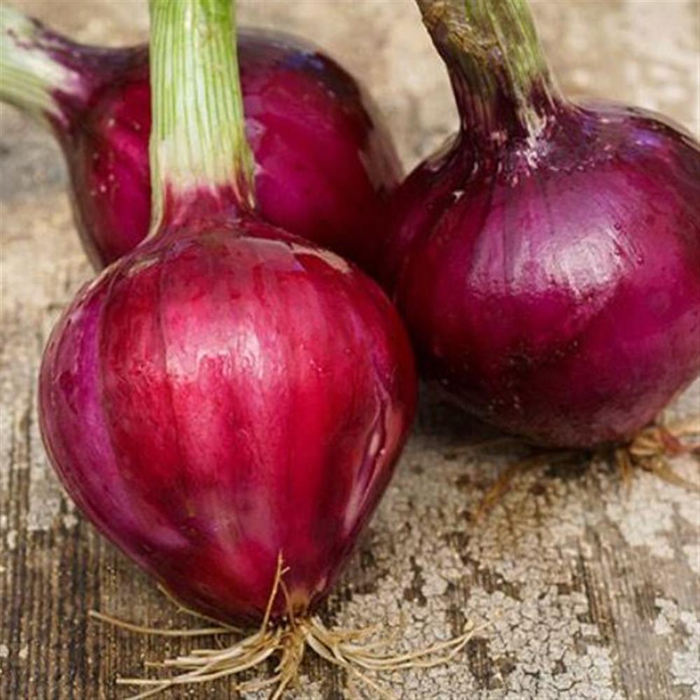Onions - Red Long of Tropia - Certified Organic