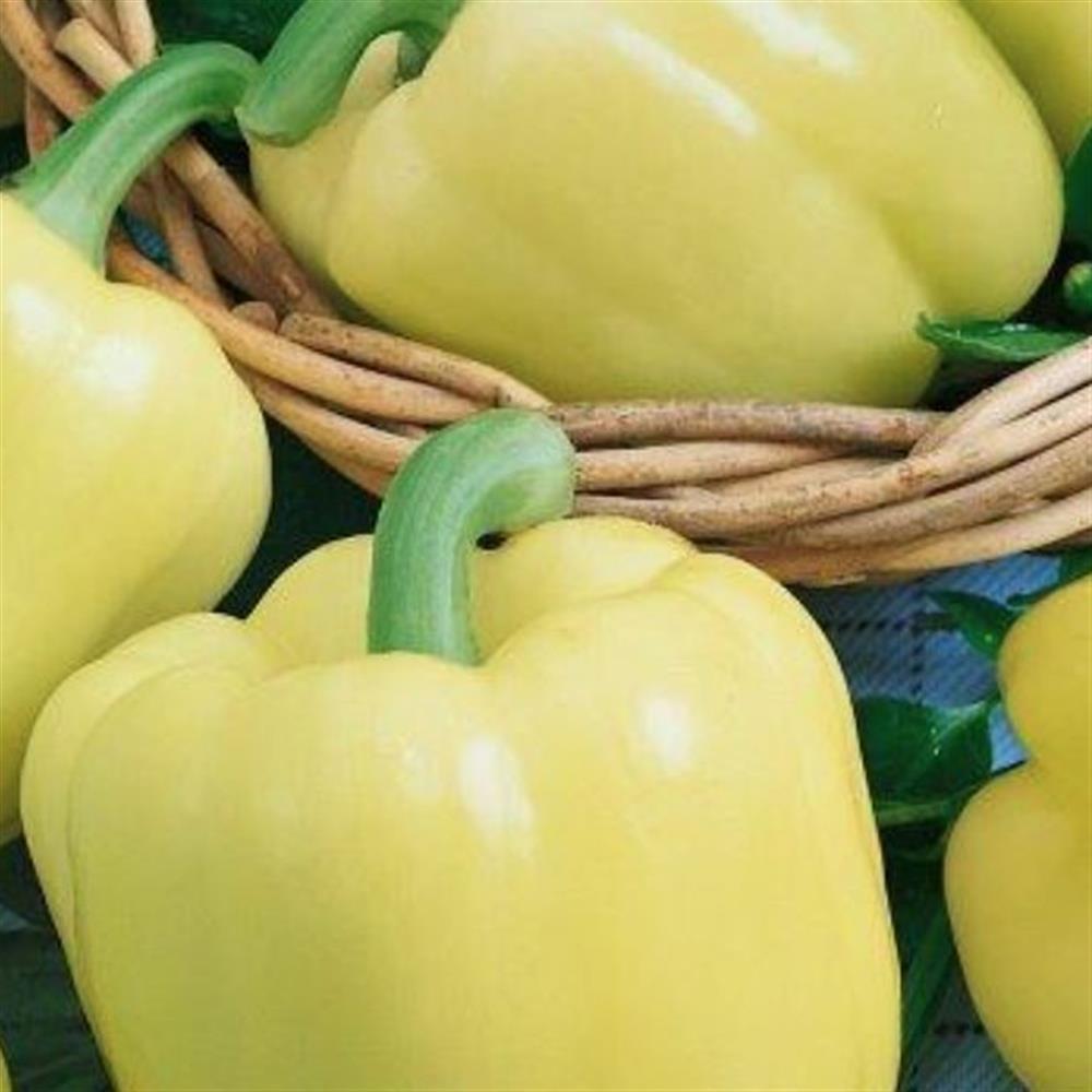 Peppers - Yellow Bell - Certified Organic 