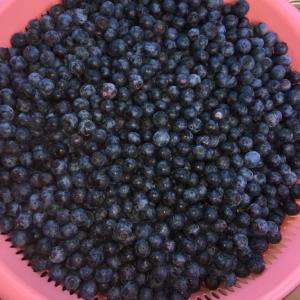 Blueberries - FROZEN