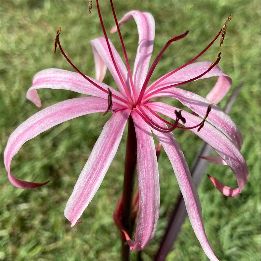 Plant - Crinum 'Menehune' (Red Bog Lily)