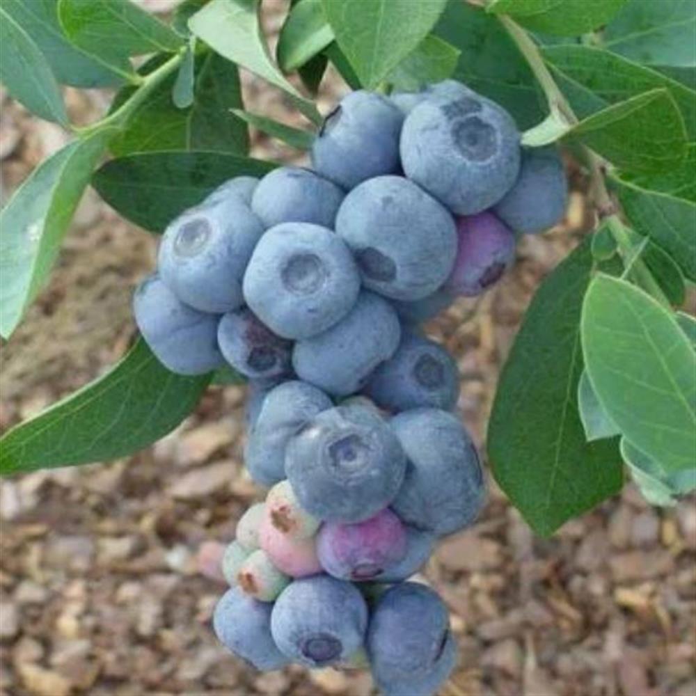 Plant - Rabbiteye Blueberry 'Titan'