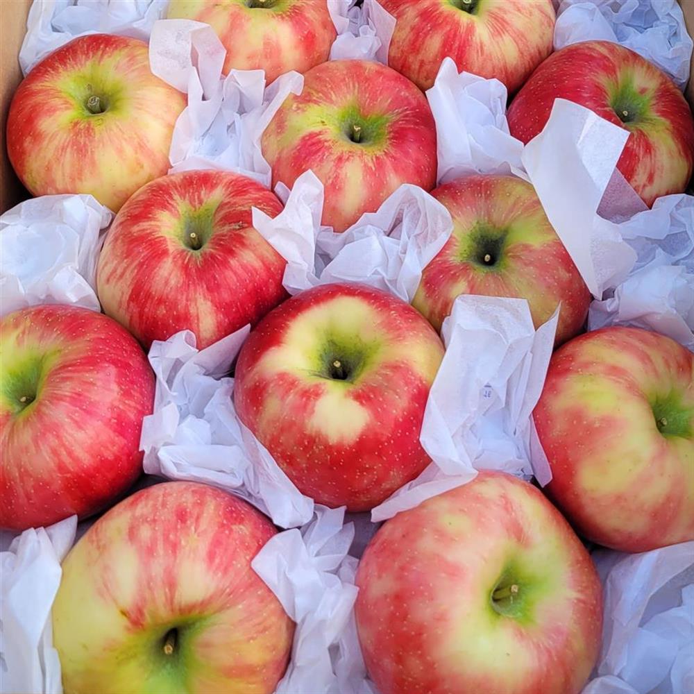 Bulk Organic & Biodynamic Honeycrisp Apples, 3 lb, Mt. Hood Organic Farms