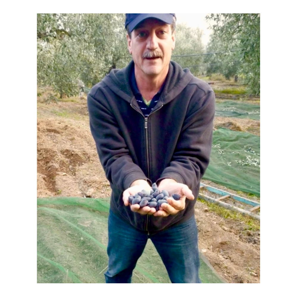 Healthy Harvest Olives & Olive Oil