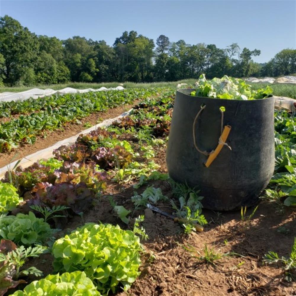 Field Tour: Harvest Your Own Salad