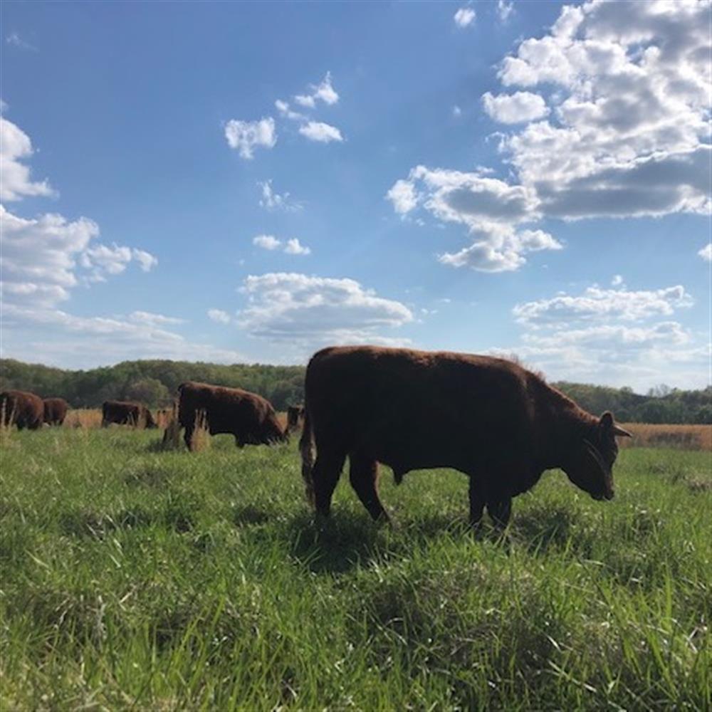 Farm Tour: Rotational Grazing