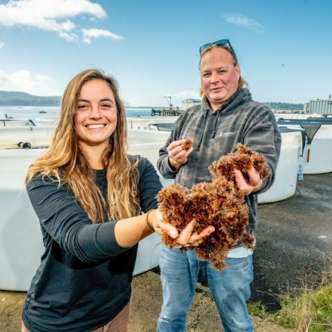 Oregon Seaweed