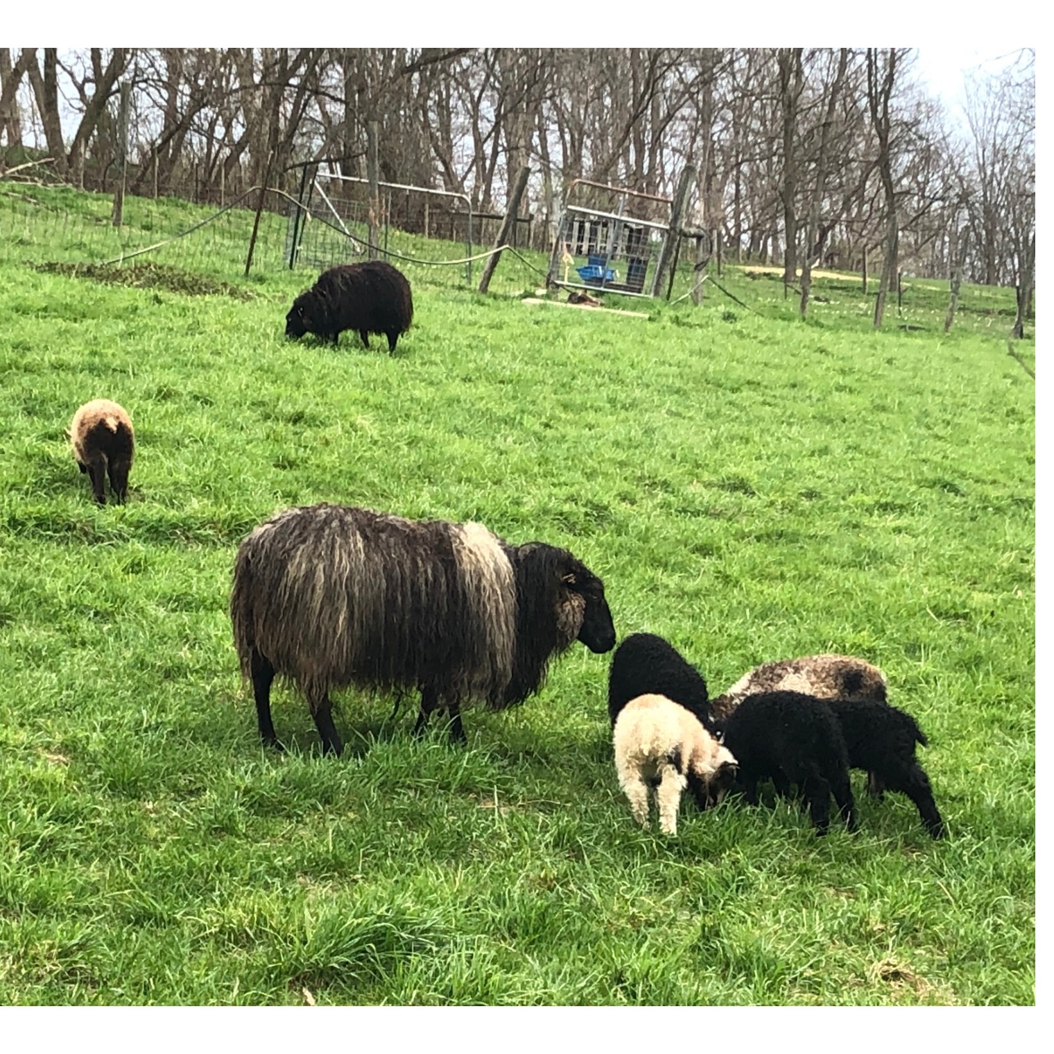Tamarack Farm Sheep & Wool