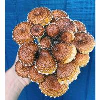 Mushrooms, Cinnamon Cap
