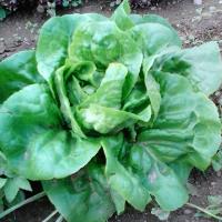 Lettuce, Green leaf