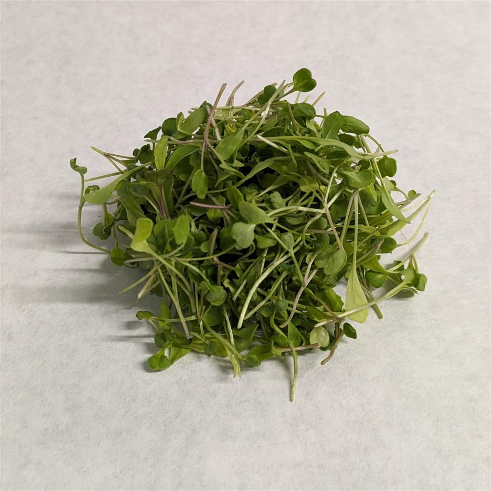 Microgreens, Arugula