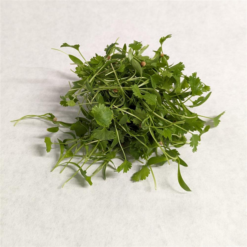 Microgreens, Cilantro