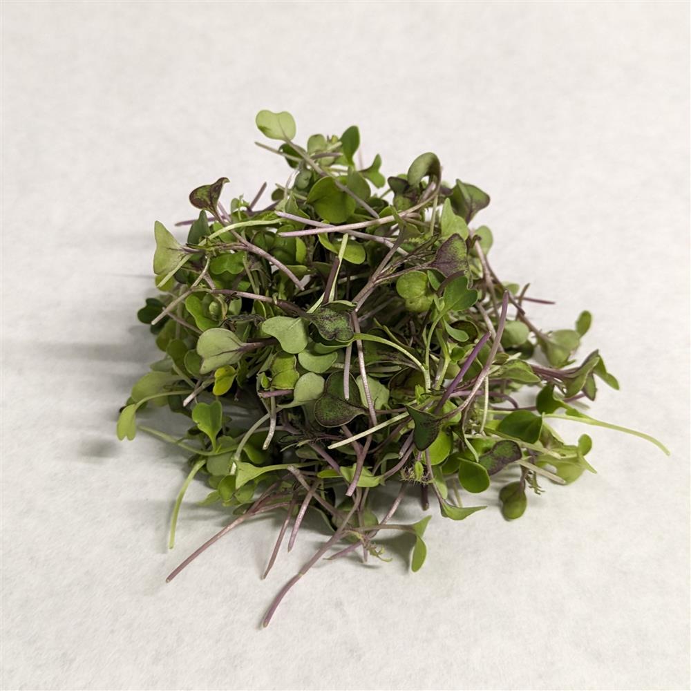 Microgreens, Kale