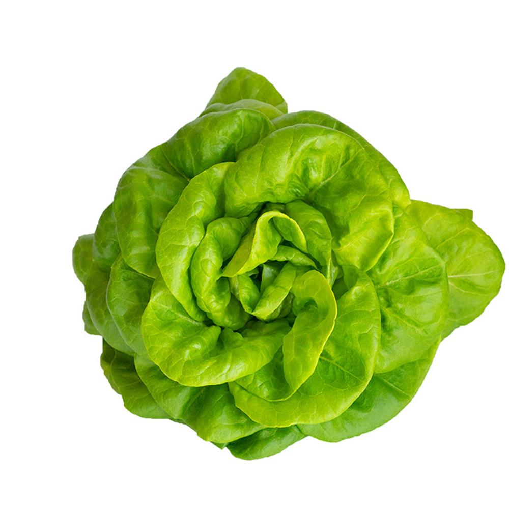 Living Lettuce, Bibb