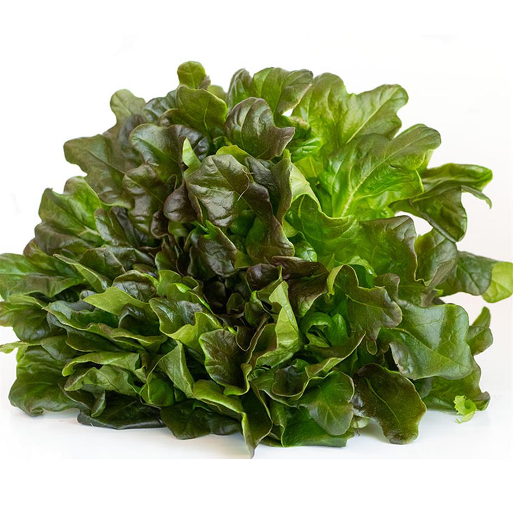 Living Lettuce, Oak Leaf