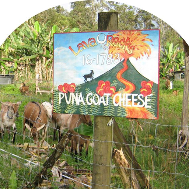 Puna Goat Cheese