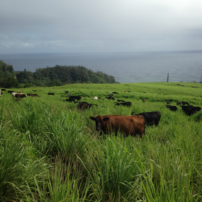 Hamakua Meat Processors (formerly Double "D")