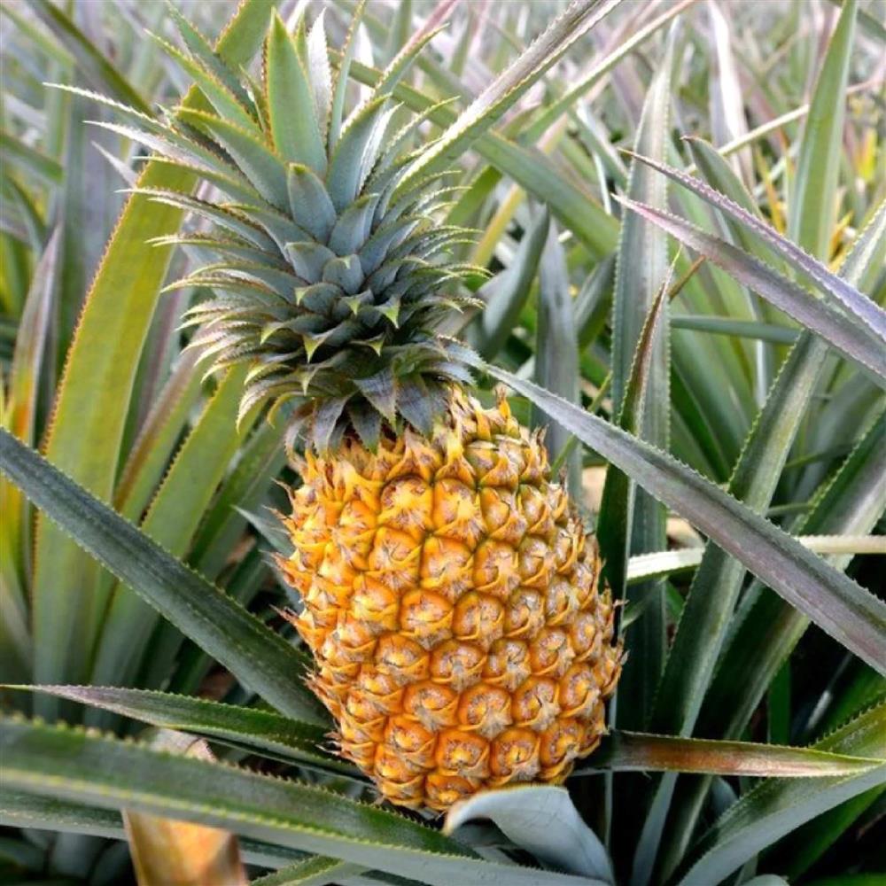 https://lfmimages.blob.core.windows.net/400952-easthawaiifoodhub/products/producers/ecc61fc2-a5f1-44c8-a714-905fe2542787/pineapple.jpeg