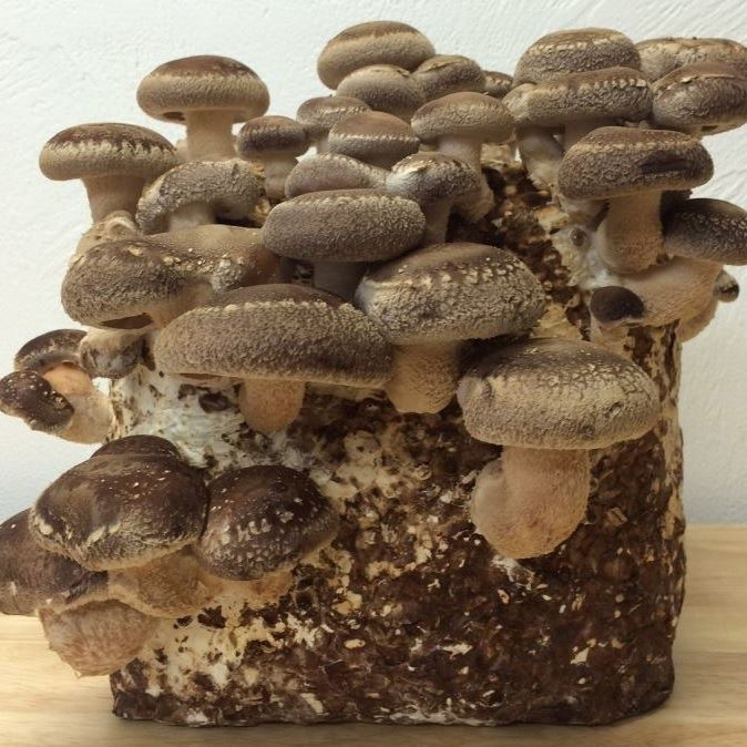 Skokomish Ridge Mushrooms