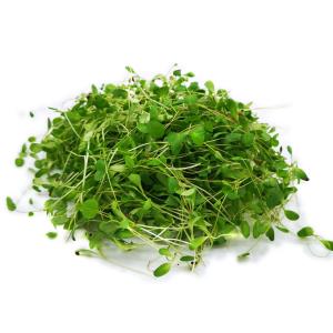 Cress Seed, Microgreen, Sprouting, Non GMO - Country Creek – Country Creek  LLC