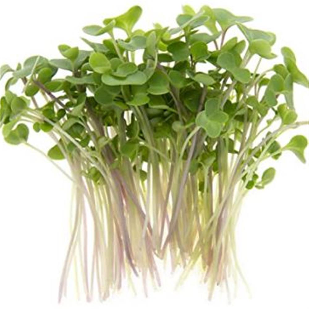 Cress Seed, Microgreen, Sprouting, Non GMO - Country Creek – Country Creek  LLC