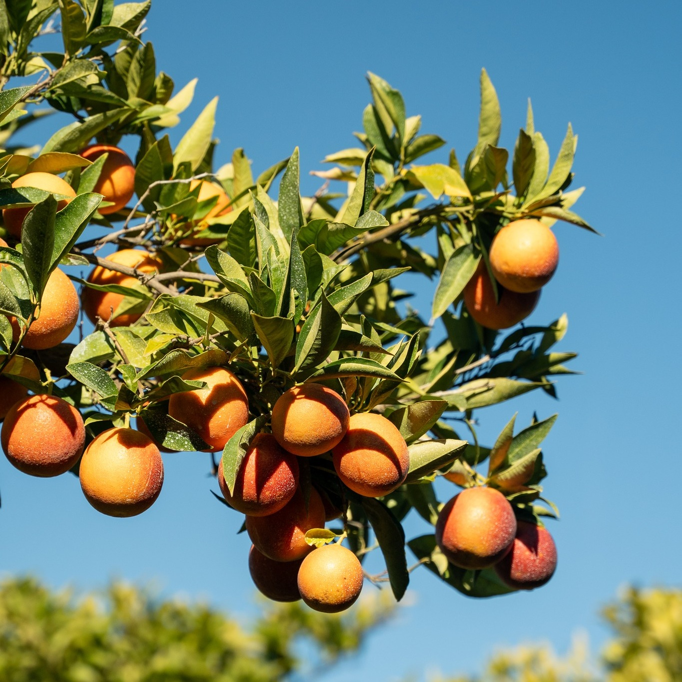 Buck Brand Organic Citrus (CA)