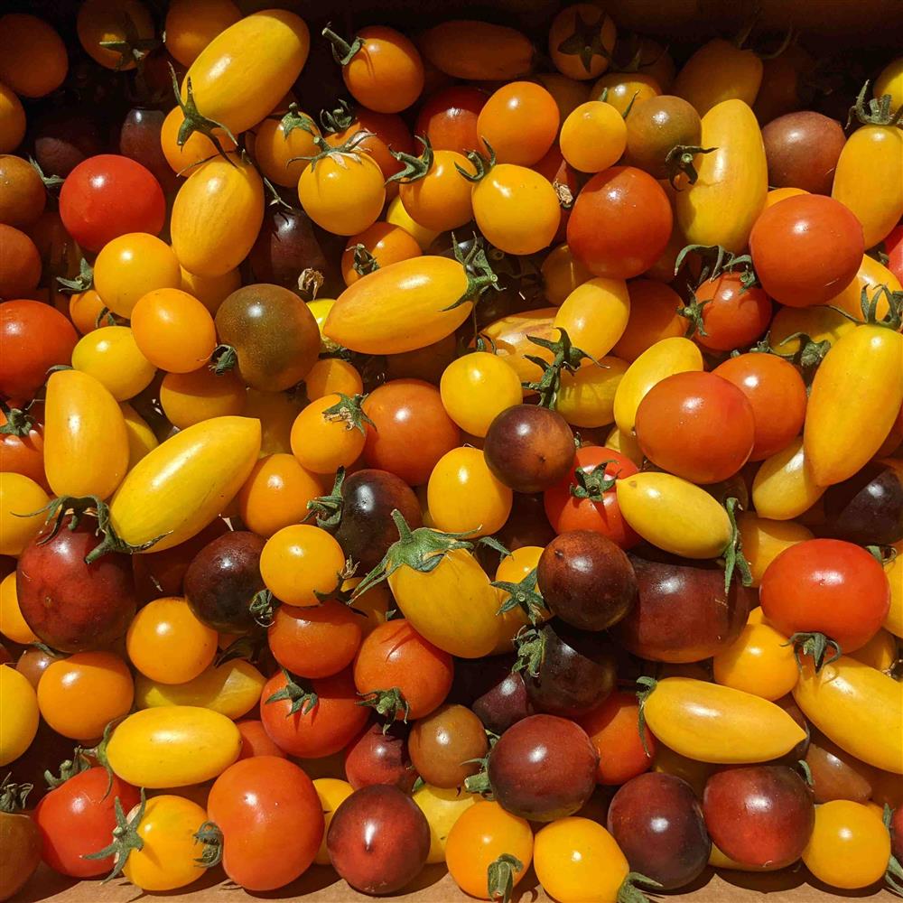 Tomatoes, Cherry, Mixed