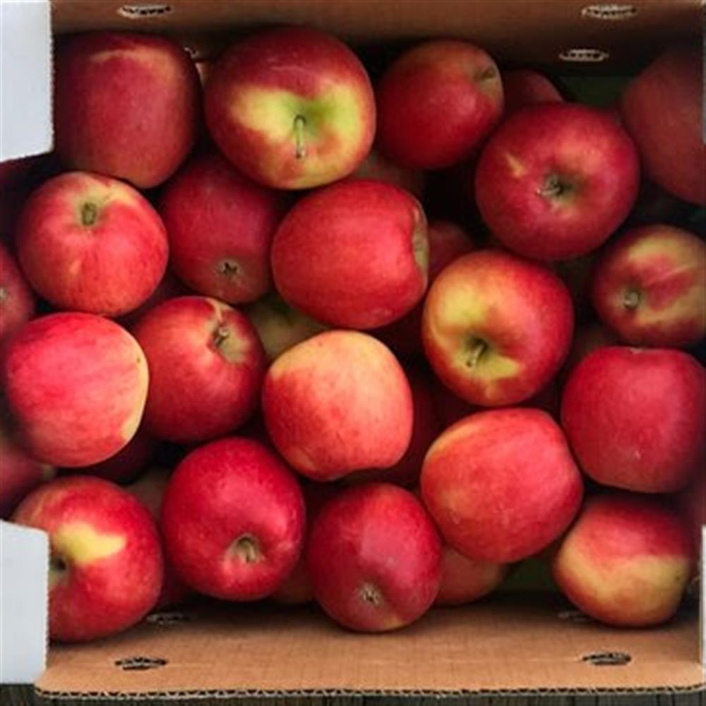 Collins Family Orchards Organic Honeycrisp Apples – Local Yokels