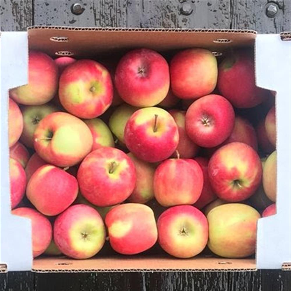 Pink Lady Apple Bushel Case 113/125 Count