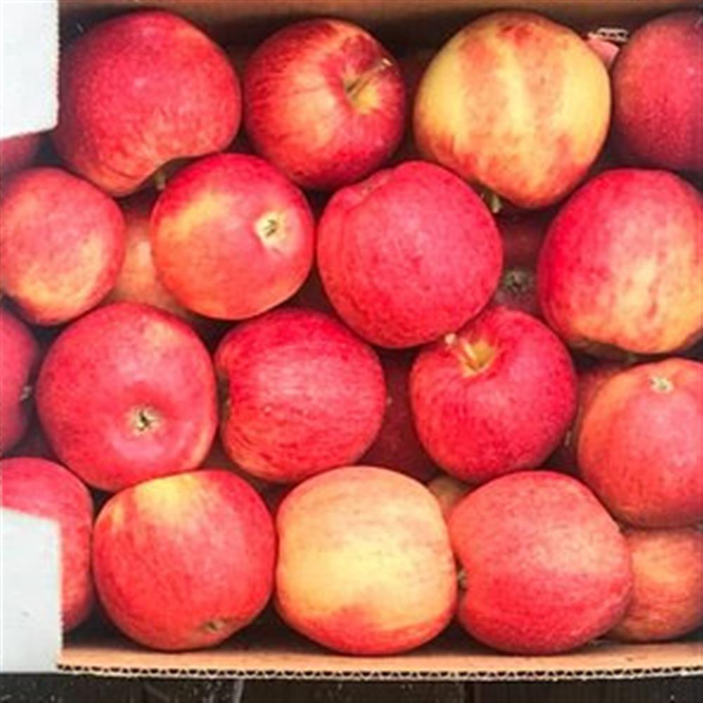 Collins Family Orchards Organic Honeycrisp Apples – Local Yokels