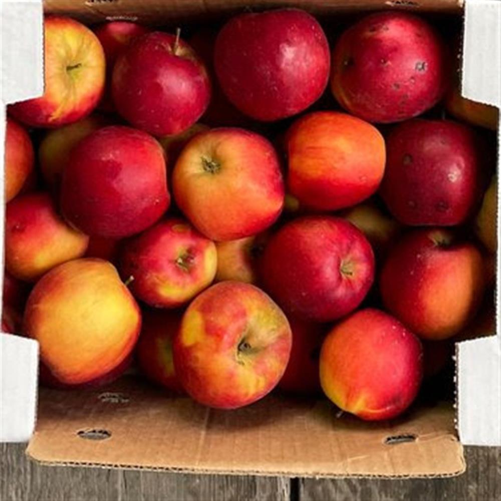 Collins Family Orchards Organic Honeycrisp Apples – Local Yokels