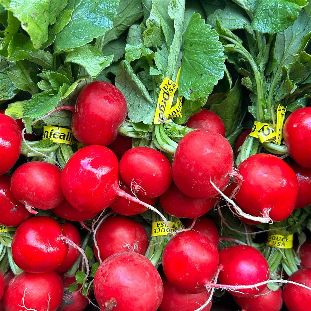 Radish, Red, Bunched, Org