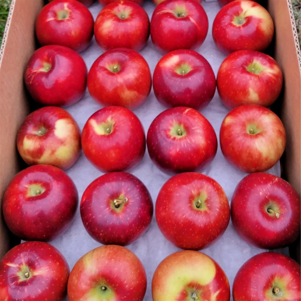 Fruit, Canned Peach Slices, Organic, Native Forest – The Downtown Farm Stand