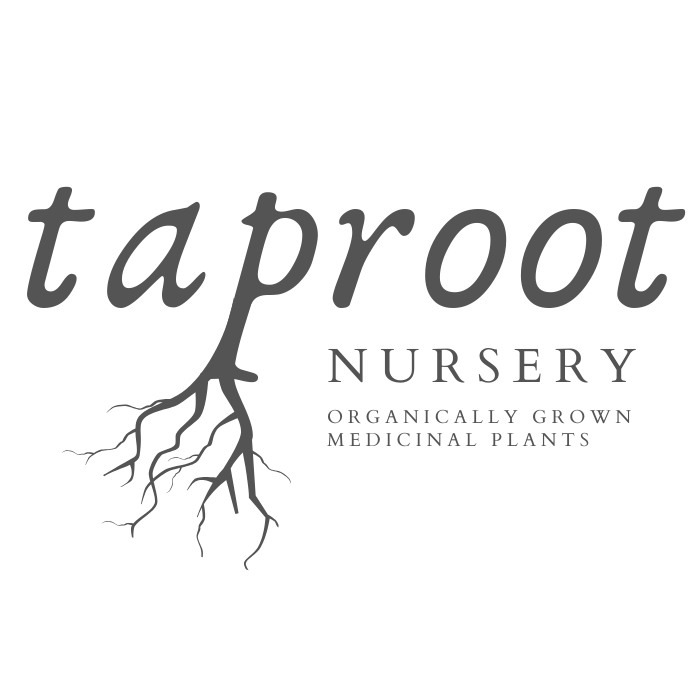 taproot nursery