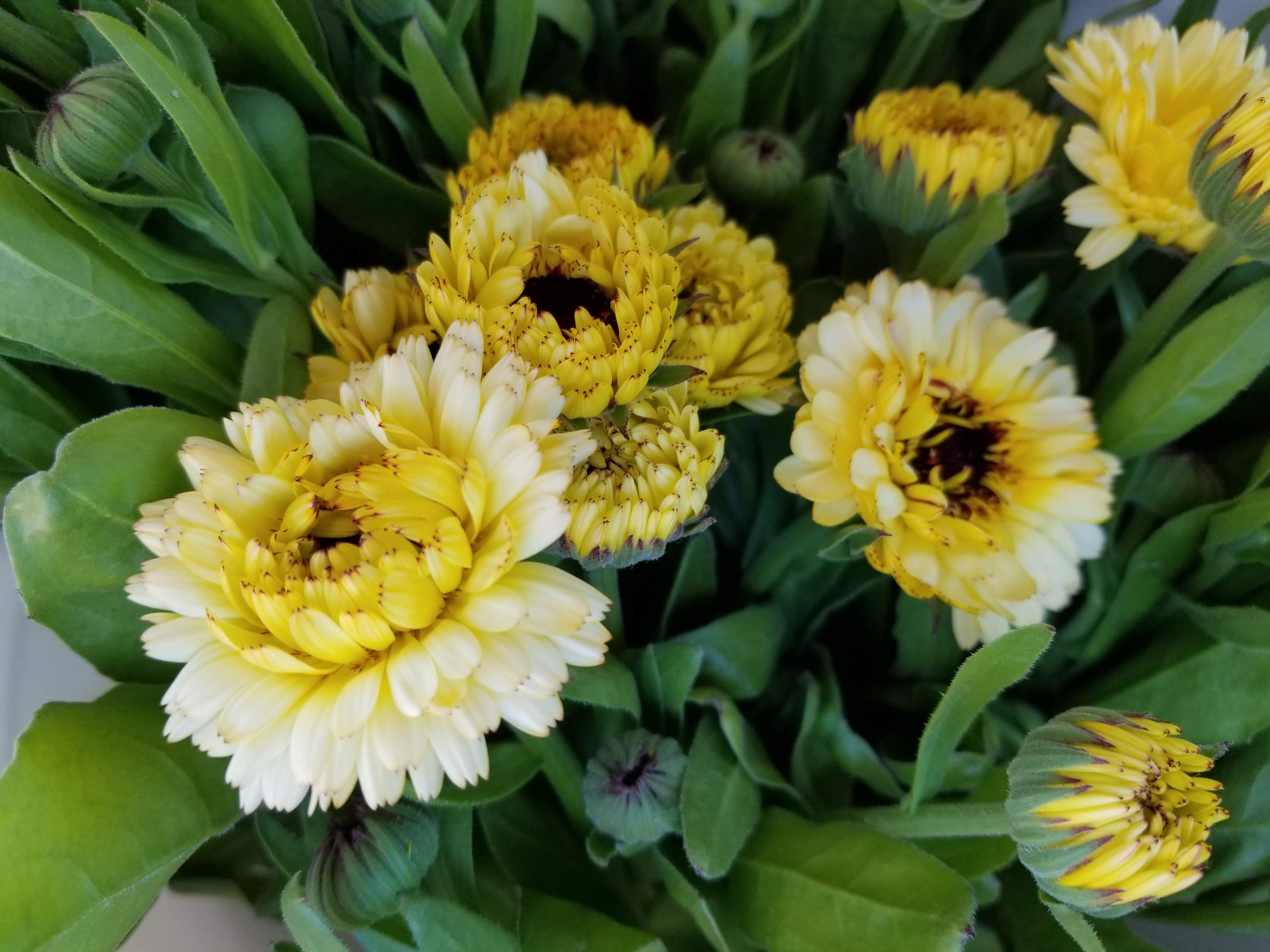 Calendula- Ivory Princess