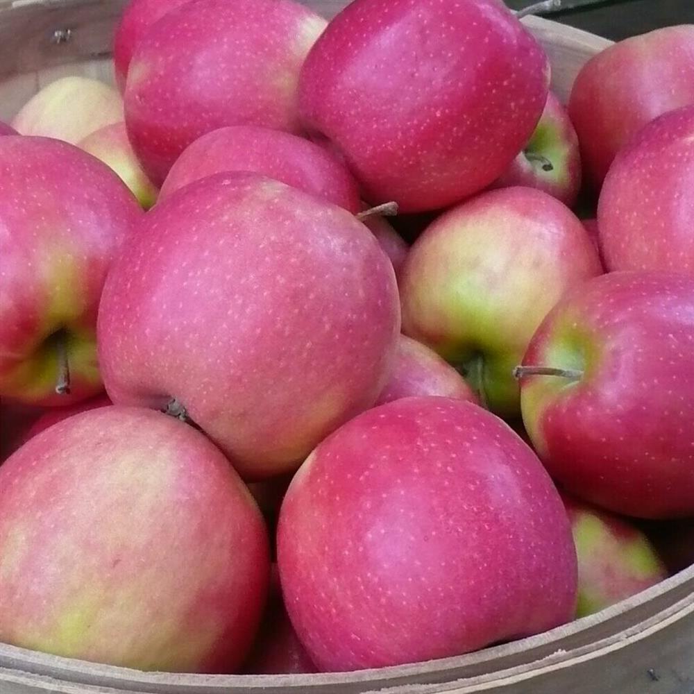 Apples, Pink Lady
