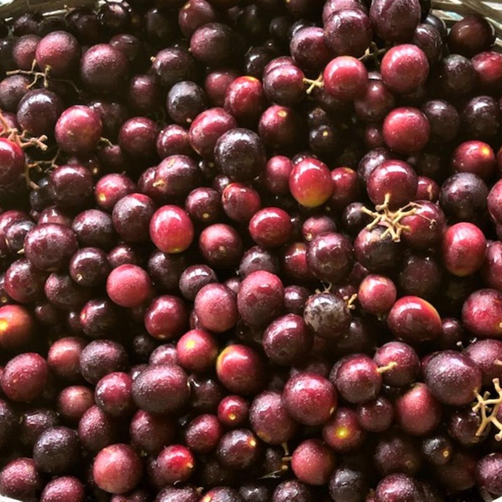 Grapes, Muscadine - WAT