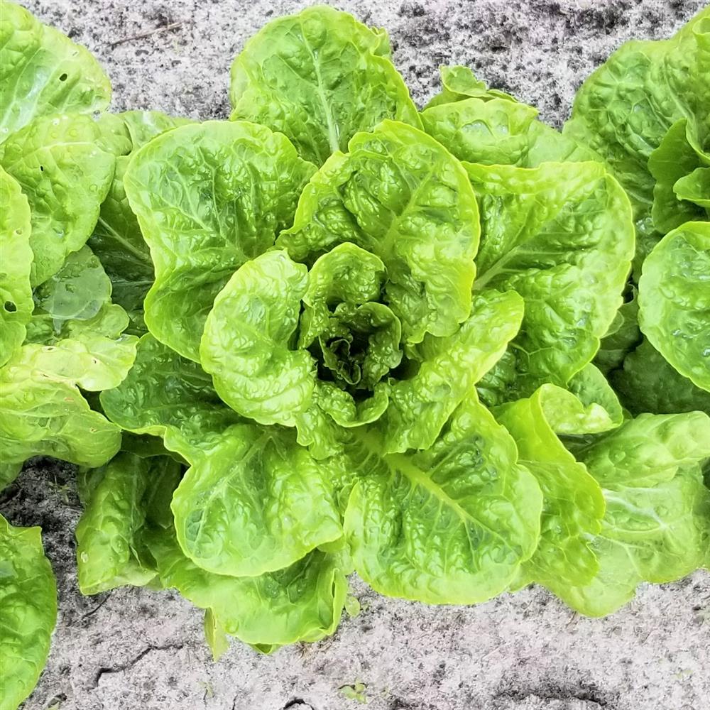 lettuce romaine artisan