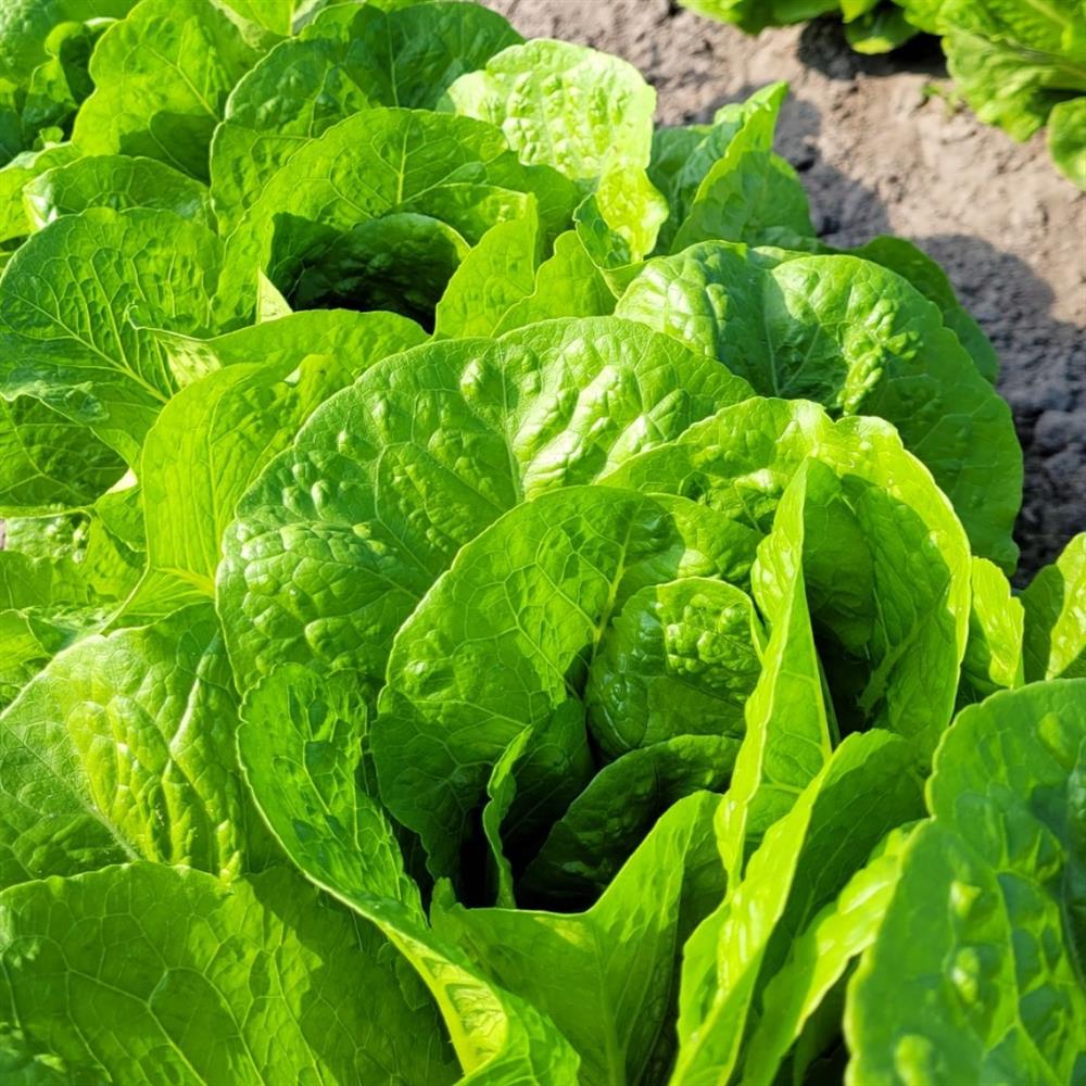 Lettuce, Green Romaine