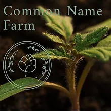 Common Name Farm