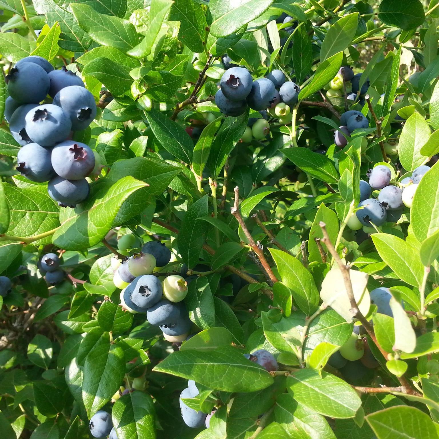 Springwater Berry Farm